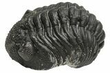 Wide Morocops Trilobite - Morocco #224210-1